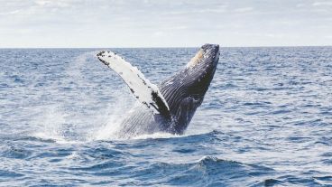 Un testigo vio a su compañero siendo eyectado por la ballena en el océano Atlántico.