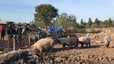 El criadero de Ciudadela al 1300 donde fueron secuestrados los porcinos.