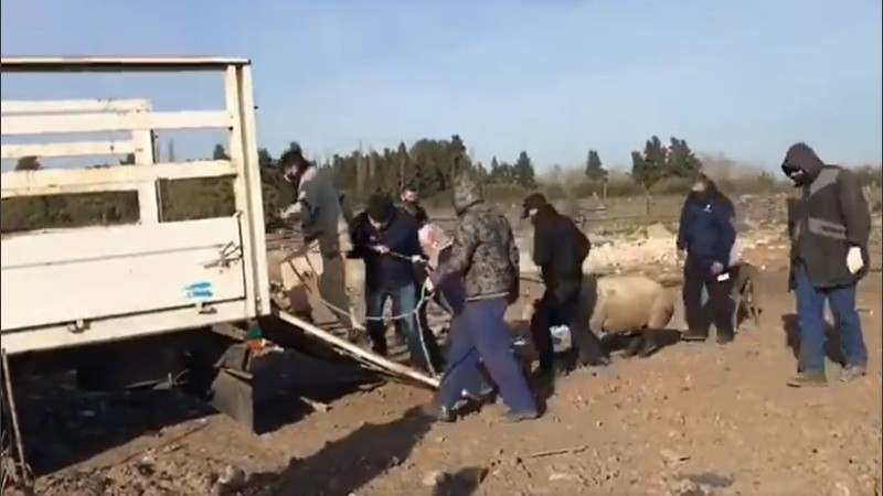 Los animales fueron secuestrados y trasladados. 