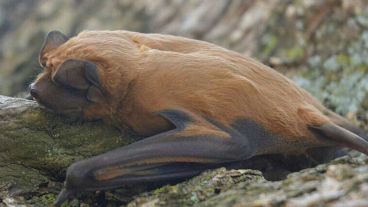 Esta nueva especie, a la cual denominaron “Molossus melini” procede de la región pampeana.