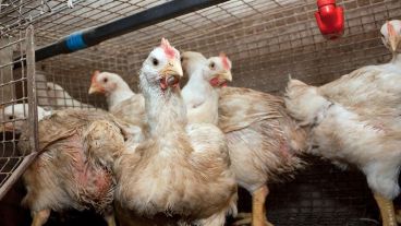 El equipo registró y analizó muestras de 80 gallinas.