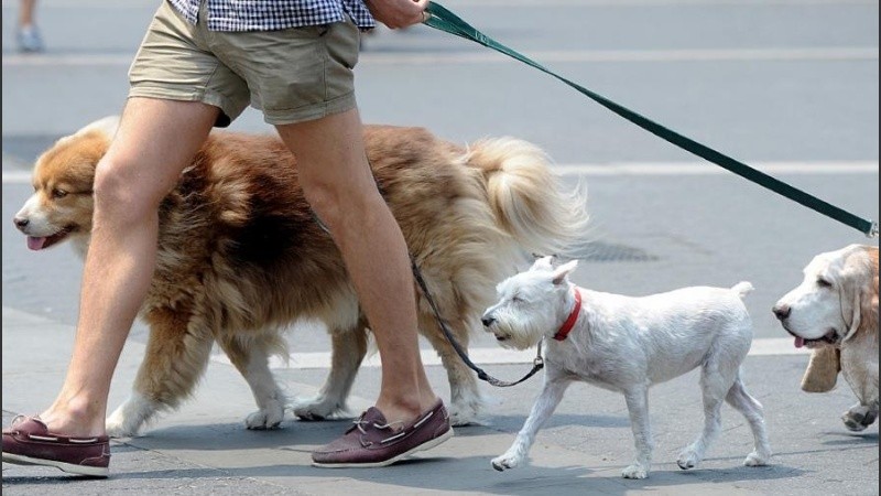 Los animales sufren el calor al igual que las personas.