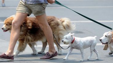 Los animales sufren el calor al igual que las personas.