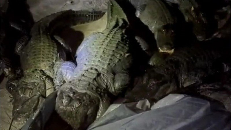 Video: estaba de campamento y se despertó rodeado de cocodrilos | Rosario3