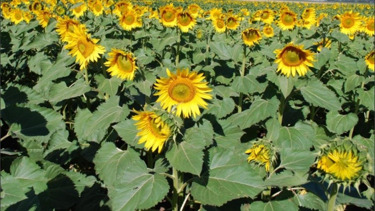 El girasol tuvo una destacada performance en el centro norte santafesino |   | Información de negocios, economía, agro, gestión y  emprendimientos de la ciudad de Rosario y región