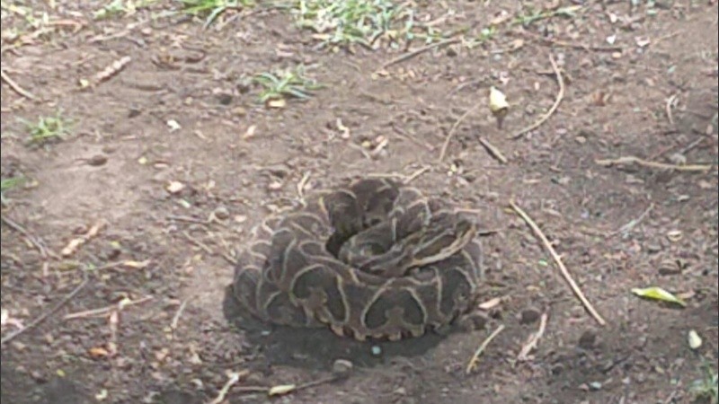 El reptil hallado en el Parque de las Colectividades, a la altura de calle Moreno.