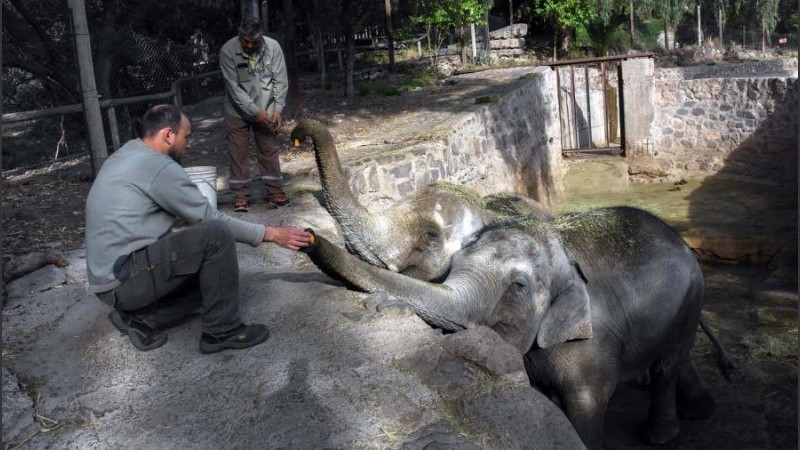 El Gobierno de Mendoza y el Santuario de Elefantes de Brasil ya se encuentran coordinando el operativo.