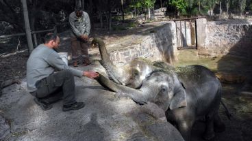 El Gobierno de Mendoza y el Santuario de Elefantes de Brasil ya se encuentran coordinando el operativo.