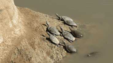 La riqueza de las 89 hectáreas al sur del arroyo Saladillo ya es Reserva Natural Manejada.