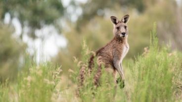 Los agentes tuvieron que disparar y matar al animal.