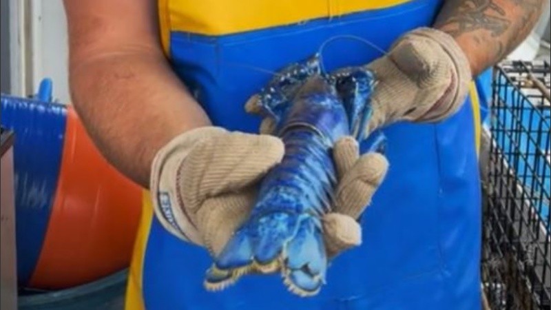 Eel pescador admitió que no era la primera vez que se encontraba con una langosta azul.