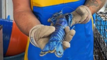 Eel pescador admitió que no era la primera vez que se encontraba con una langosta azul.