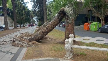 La palmera quedó doblada sobre sí misma.