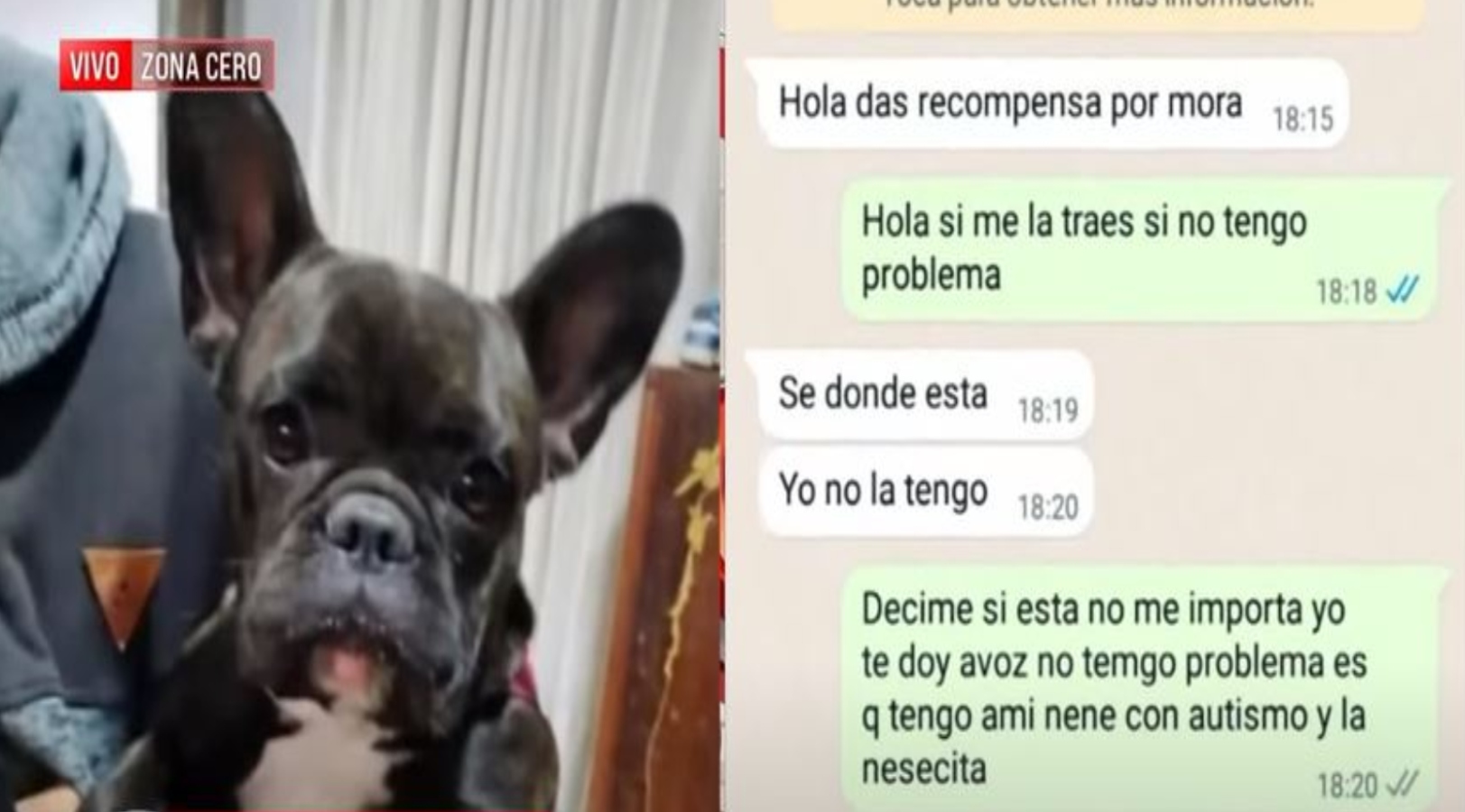 Robaron a Mora, una Bulldog Francés compañera de una nena con TEA:  extorsionan a la familia | Rosario3