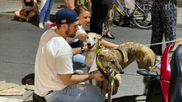 Los perros que estaban con proteccionistas. (Archivo)