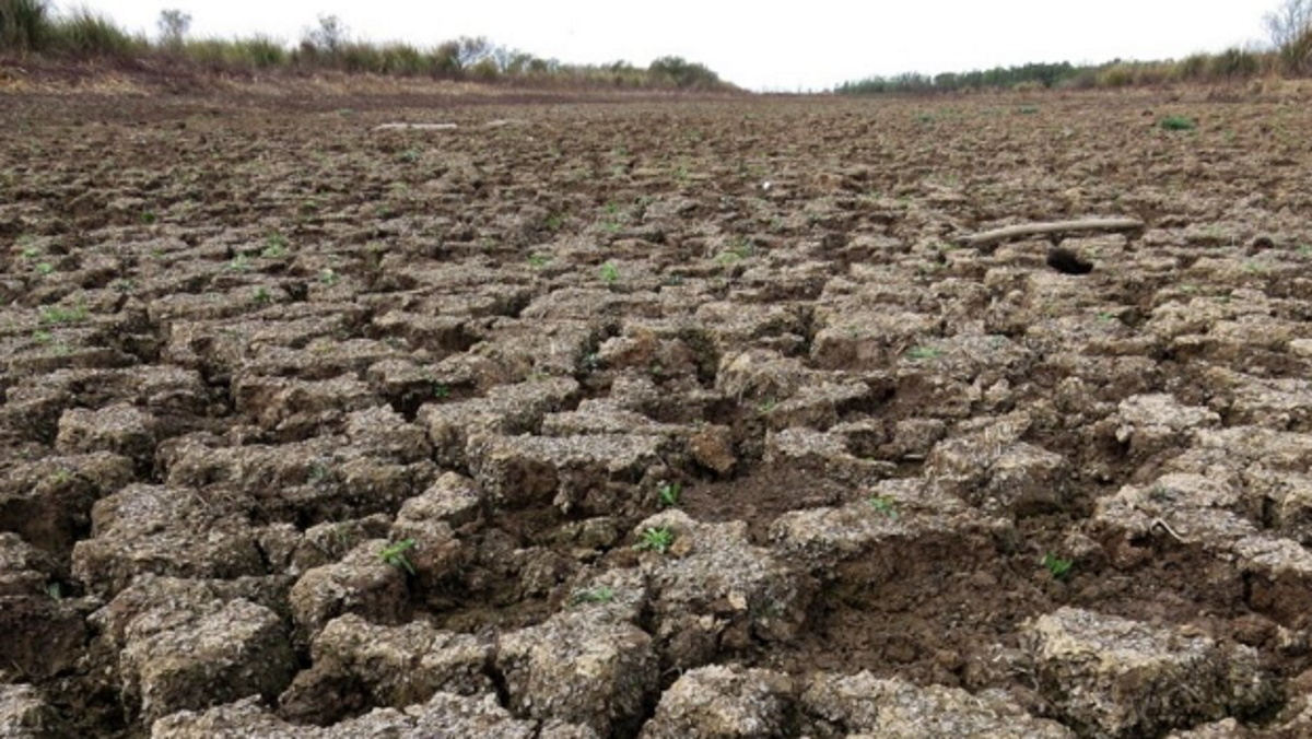 La Sequía Pasa Factura Las Pérdidas Para El Campo Superan Los U S 14