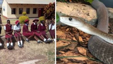 La mamba negra es considerada una de las serpientes más venenosas del mundo.