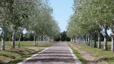 Uno de los caminos del barrio privado donde ocurrió el robo.