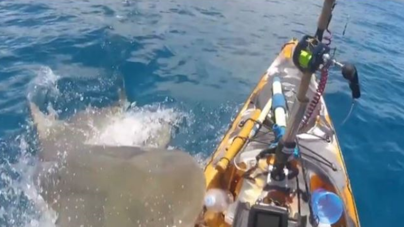 Aterrador: grabó el momento en que un enorme tiburón trató de subir a su  bote