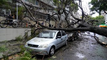 El árbol se precipitó sobre un auto en el centro.