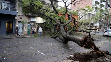 El árbol se cayó y rompió la vidriera de un almacén en el centro.