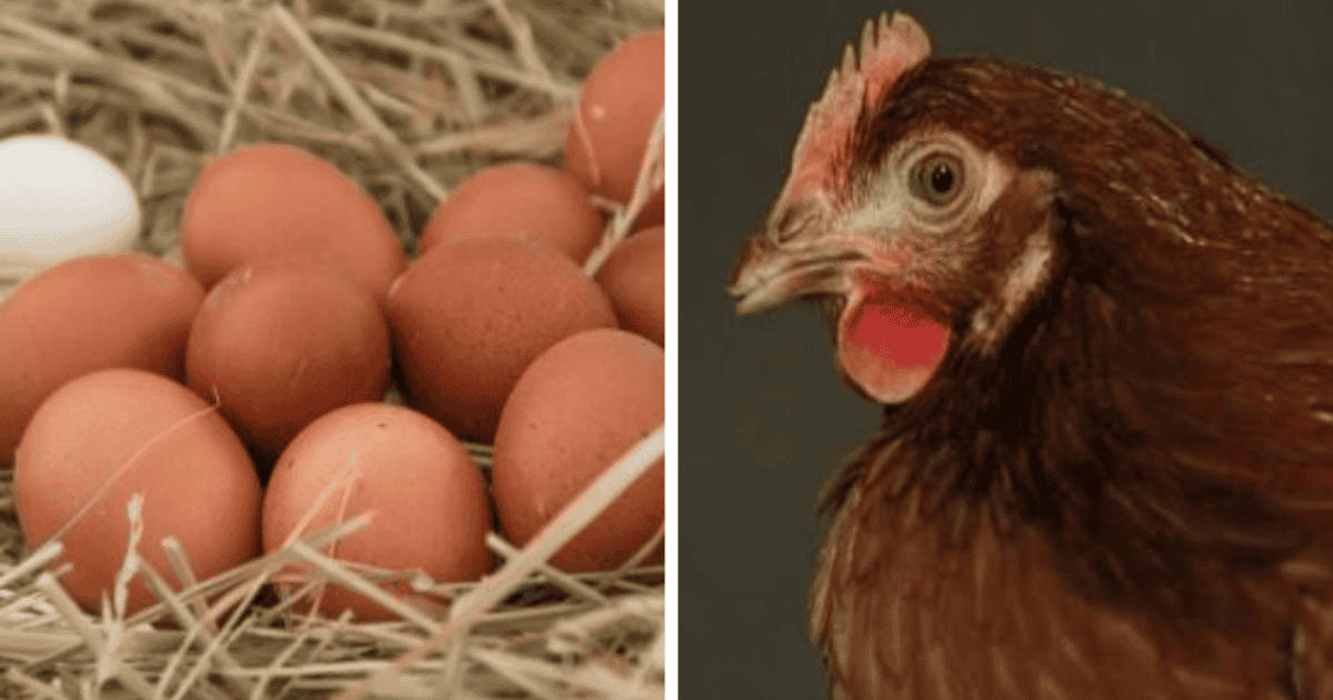 Debate Resuelto Ya Se Sabe Quién Fue Primero Si El Huevo O La Gallina