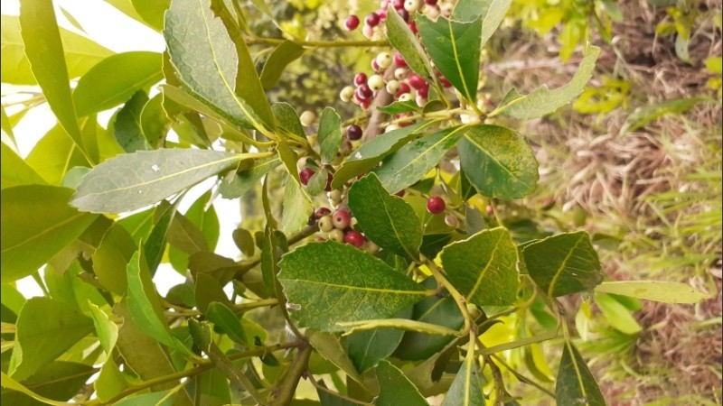 La Ilex paraguariensis, la planta de donde nace la yerba mate. 