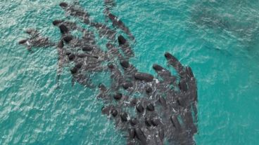 En octubre del año pasado, unas 500 ballenas piloto murieron tras quedarse varadas en las Islas Chatham, un archipiélago remoto de Nueva Zelanda.