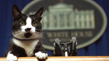 Socks era la mascota de Chelsea Clinton, hija del presidente Bill Clinton.