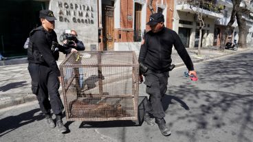 El operativo de traslado del perro se realizó este miércoles al mediodía.