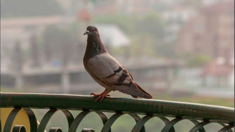 ¡Fuera palomas!