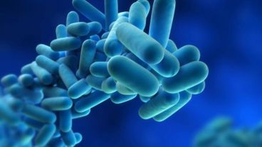 Se trata de una patología de origen bacteriano cuyos síntomas se asemejan a los de una neumonía grave.