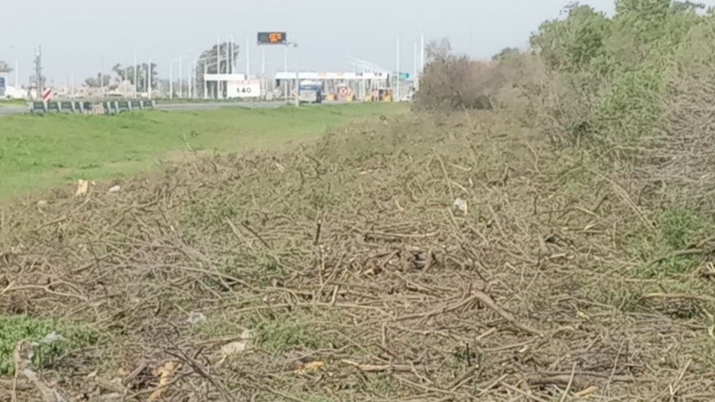 La banquina de la autopista Rosario Santa Fe perdió su flora nativa y quedó pelada.