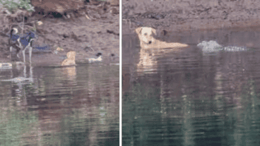 El perro finalmente pudo llegar a la orilla y salvarse.