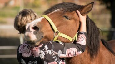 A su vez, anticiparon que capacitarán a personal municipal y a los tutores responsables de los caballos en cuidados higiénicos-sanitarios.