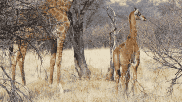 La falta de manchas podría ser causada por mutaciones genéticas.