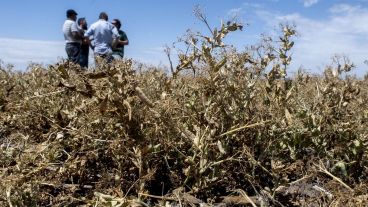 Desde el sector agropecuario manifestaron que el escenario sigue siendo complejo por la falta de agua.