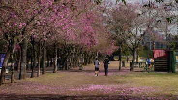 La temporada de Lapachos florecidos embellecen cada rincón de la ciudad.