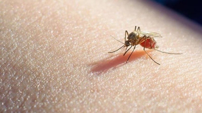 La enfermedad se transmite a través del mosquito hembra del género Anopheles.