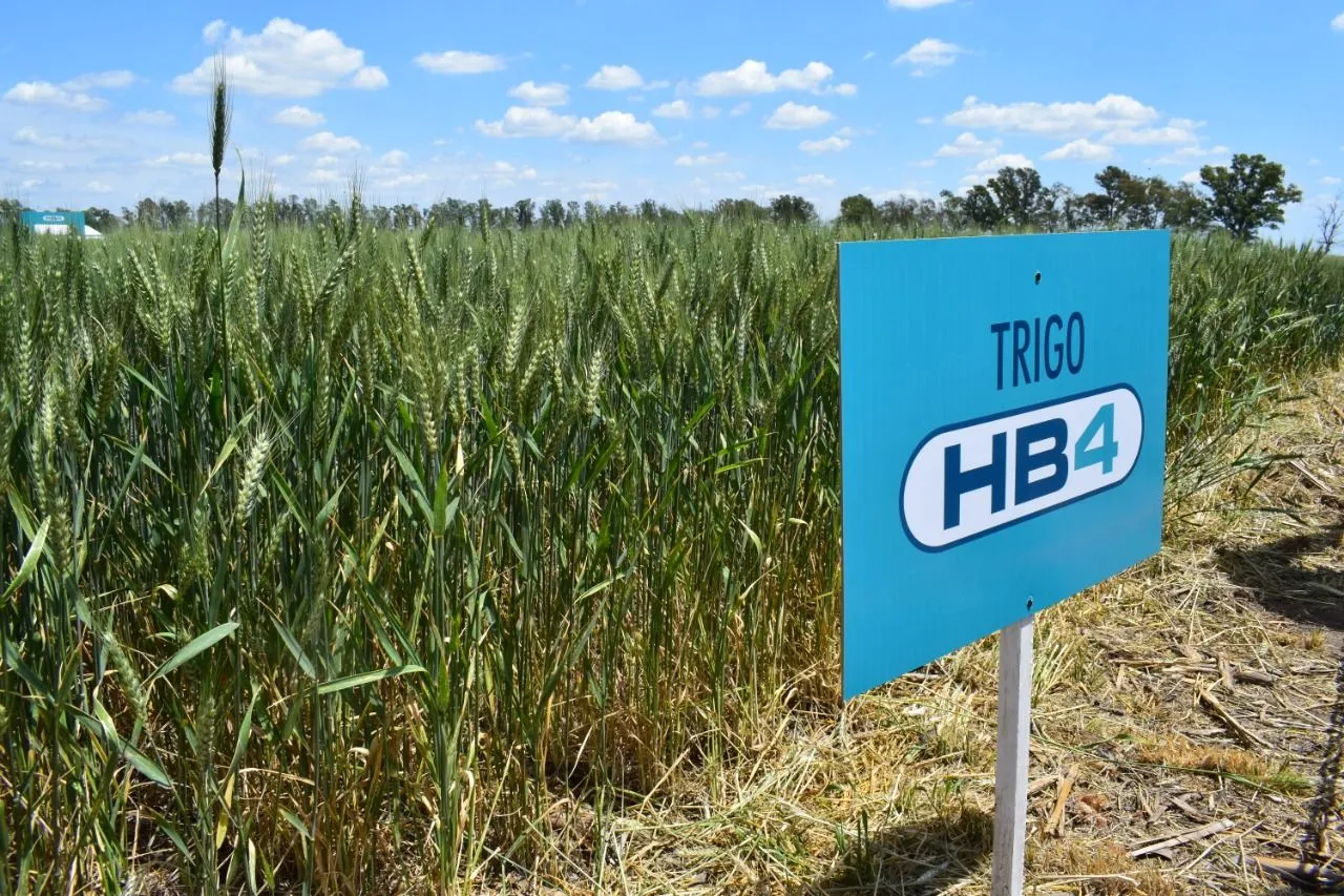 Bioceres sostiene que hace más de 3 años se viene produciendo trigo HB4 sin ningún problema