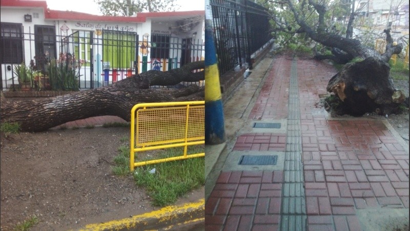 Así quedó el árbol frente al jardín de infantes.