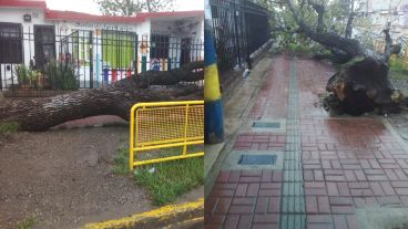 Así quedó el árbol frente al jardín de infantes.