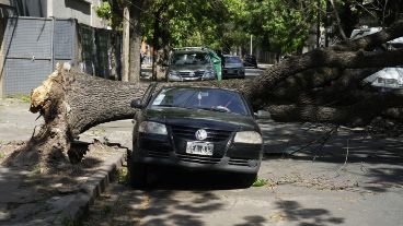 Un árbol cayó sobre un auto estacionado en Junín al 1300.