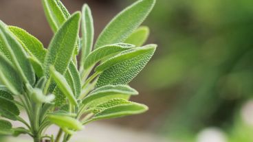 Cuenta con diversas propiedades que el cabello aprovecha para lograr su crecimiento y aspecto saludable.