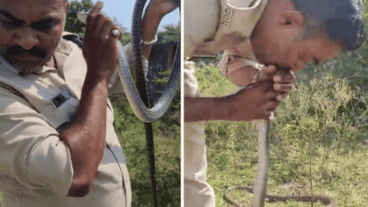 La serpiente tardó casi una hora en recobrar la conciencia.