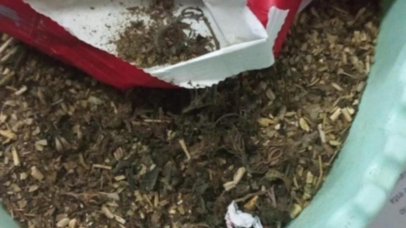 Cogollos de marihuana en dos paquetes de yerba: un particular y confuso hallazgo.