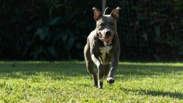 Los hermanos se recuperan favorablemente tras el ataque del pitbull.