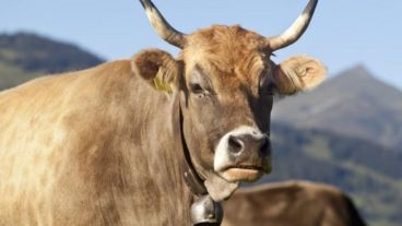 El cencerro es un elemento tradicional de la vacas en Suiza.