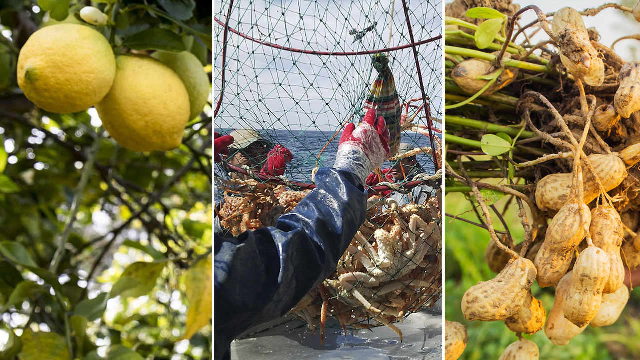 Frutos rojos: Nuestros productos de Productos Silvestres Julián Martín