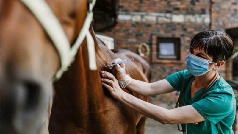 Un caso humano de Encefalitis Equina del Oeste (EEO) fue detectado en la provincia de Santa Fe, según confirmó el Ministerio de Salud de la Nación.